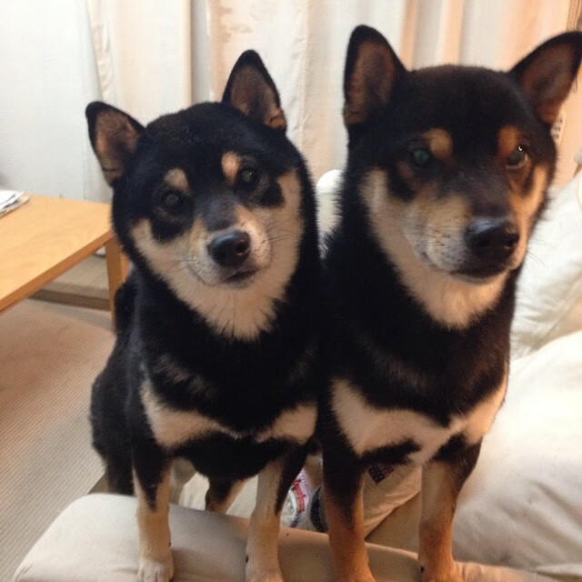 短道速滑国家队总结奥运周期训练经验，短道速滑奥运测试赛