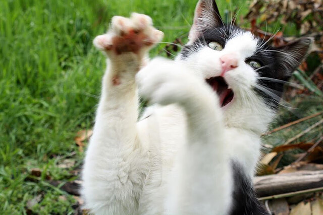 辽宁飞豹重视技战术细节追求极致执行力，辽宁飞豹是什么企业